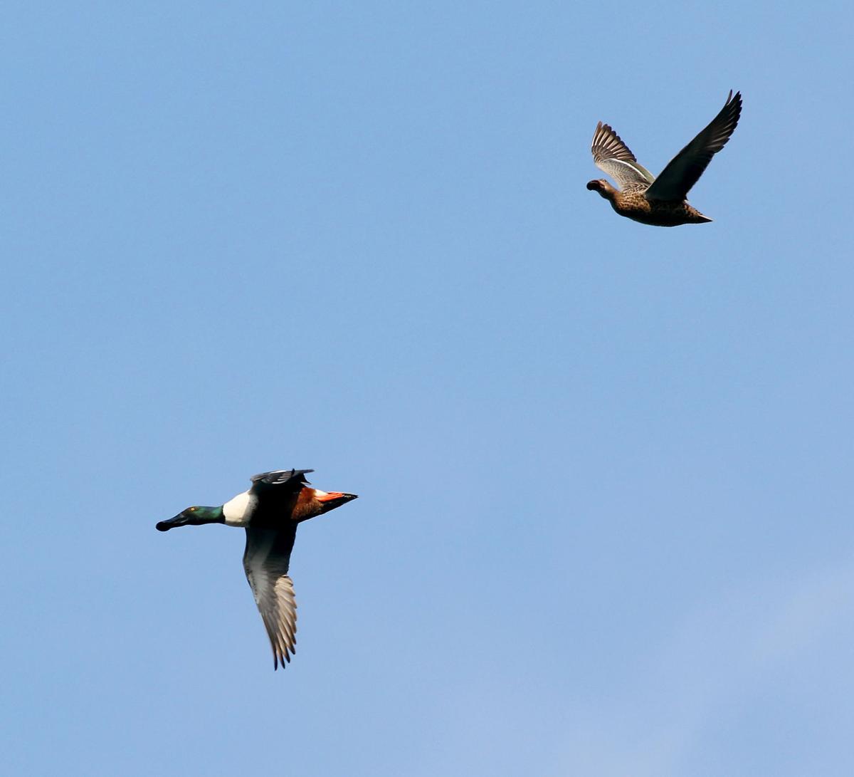 Northern shoveler ducks
