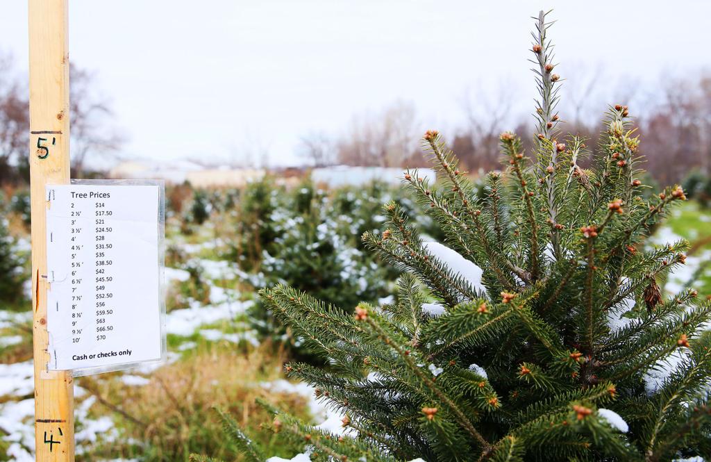 Christmas Tree Farm In Moline Closed For The Season We Re Sorry Local News Qctimes Com