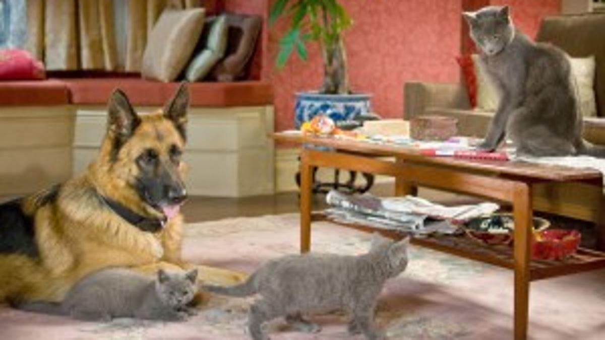 A Lot Of Pet Peeves Surface In Cats And Dogs Linda Cook Qctimes Com