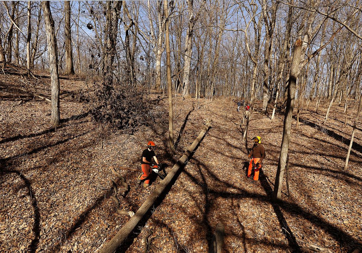 Dorrance Forest Preserve