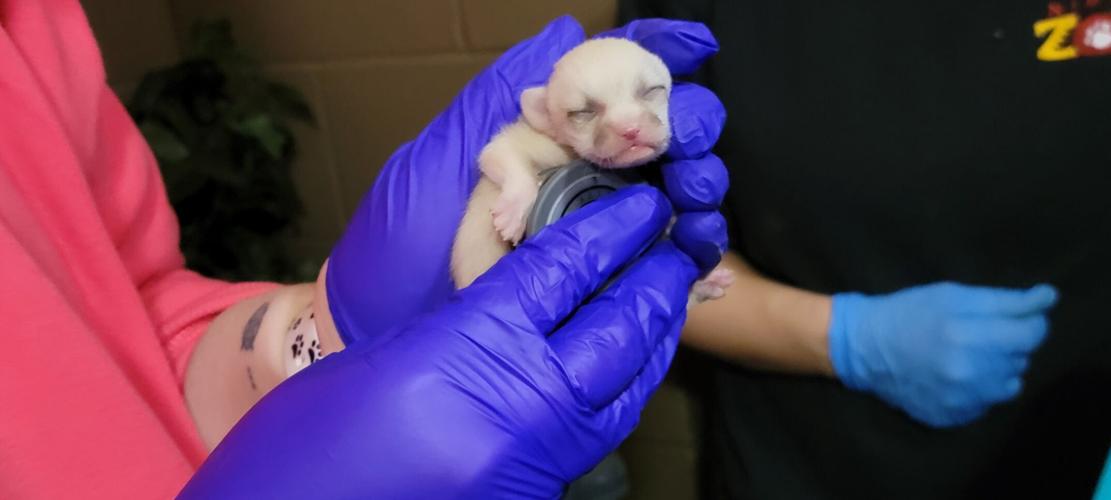 One of the newborn fennec foxes at Niabi Zoo