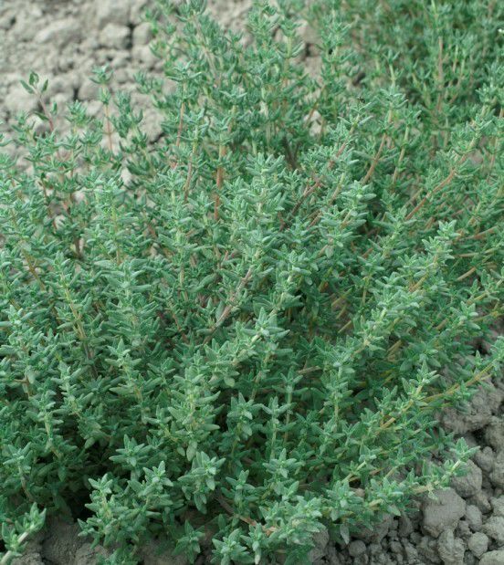 growing thyme in pacific northwest