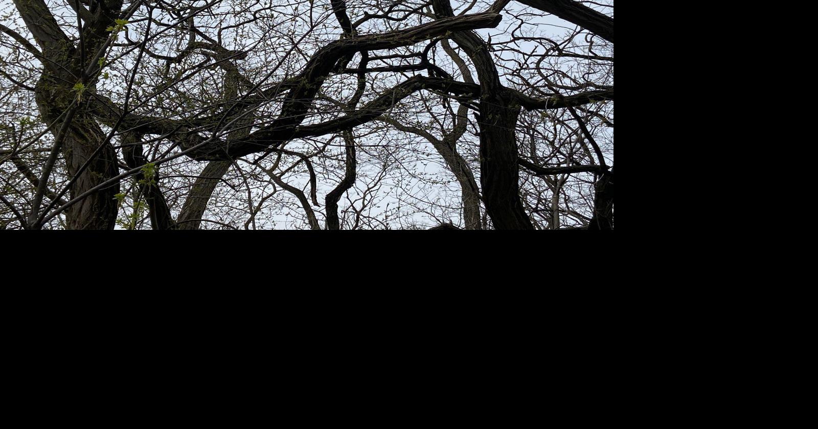 Trees talk? Research indicates trees communicate through their roots