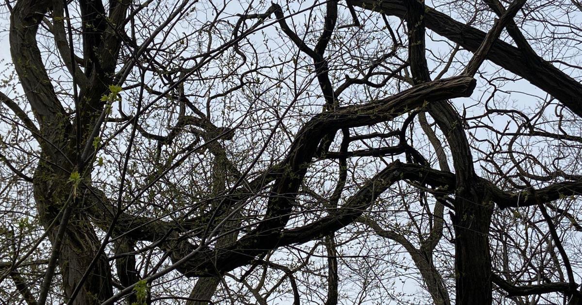 Trees talk? Research indicates trees communicate through their roots