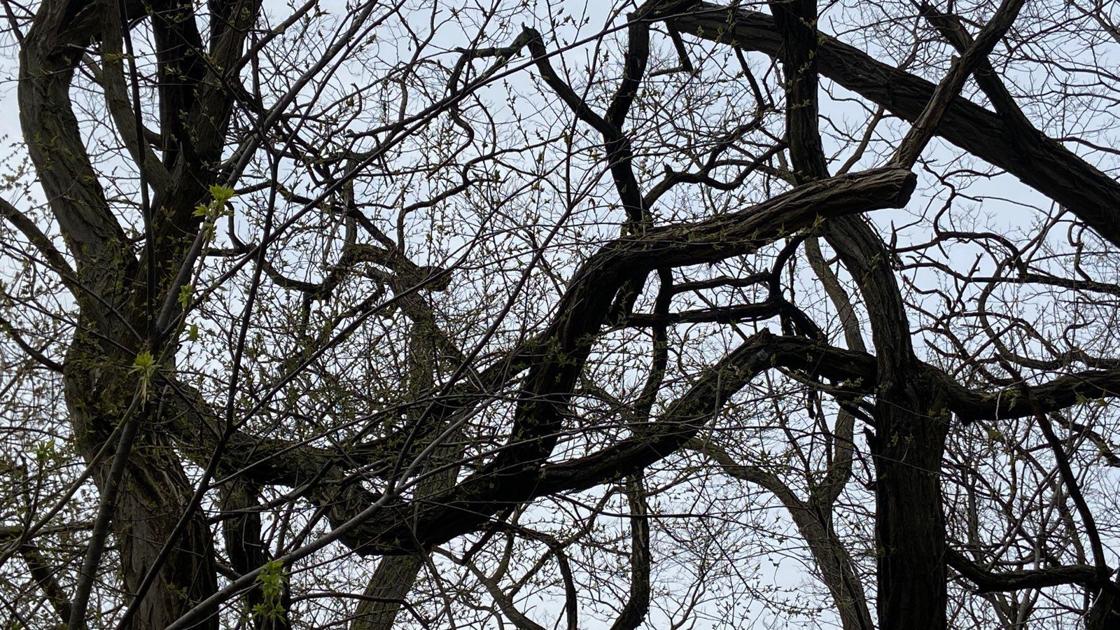 Trees talk? Research indicates trees communicate through their roots - Quad City Times