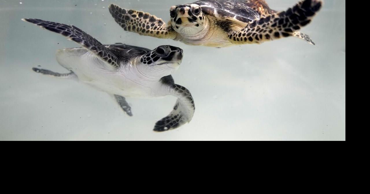 Photos: How one country is working to protect vulnerable sea turtles