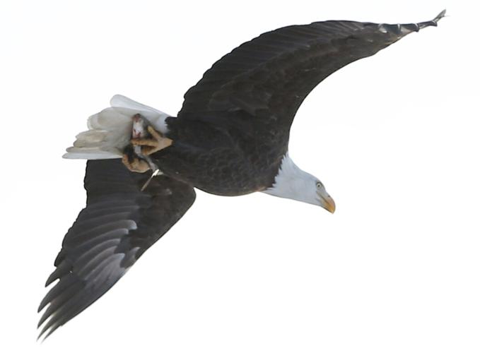 Eagle-Days-2018-020