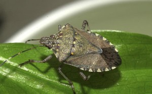 Rick's Six: Rain, Cubs win, stink bugs ad prep football