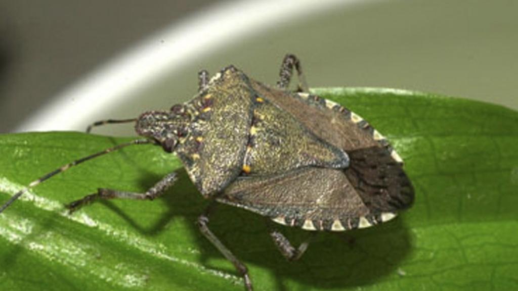 stink bugs insect sound puget bug found brown garden washington state idaho invasive spokane north khq wsu infesting region weather