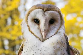 Barn Owl Is Endangered In Iowa State Is Trying To Boost