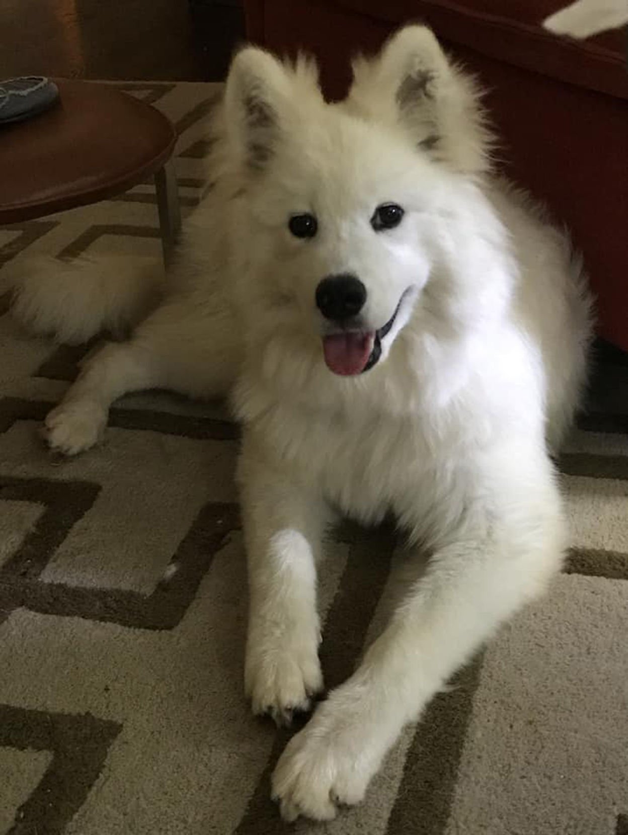 Aspca samoyed best sale