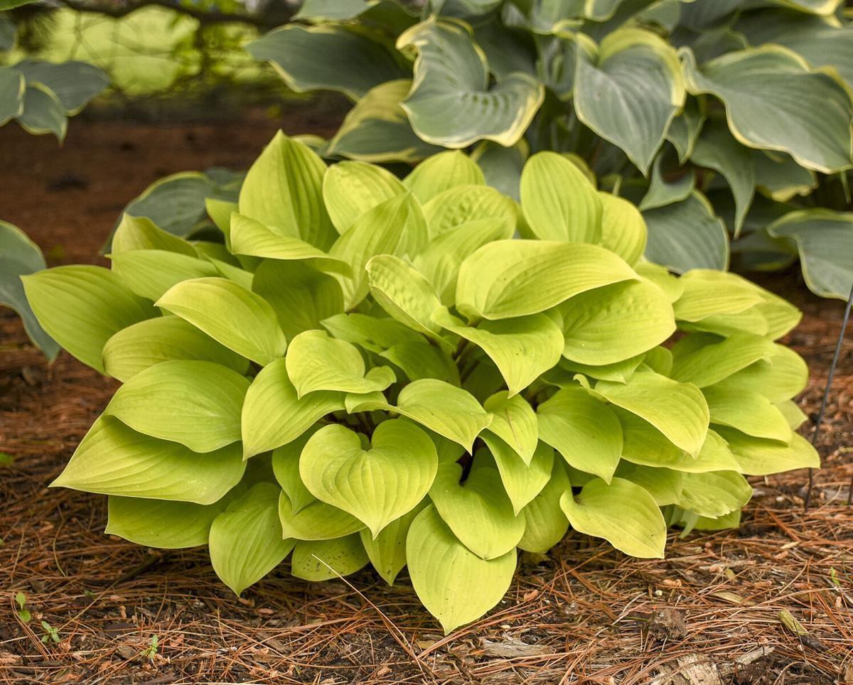 Gold Hostas Brighten Shady Spots Home Garden Qctimes Com