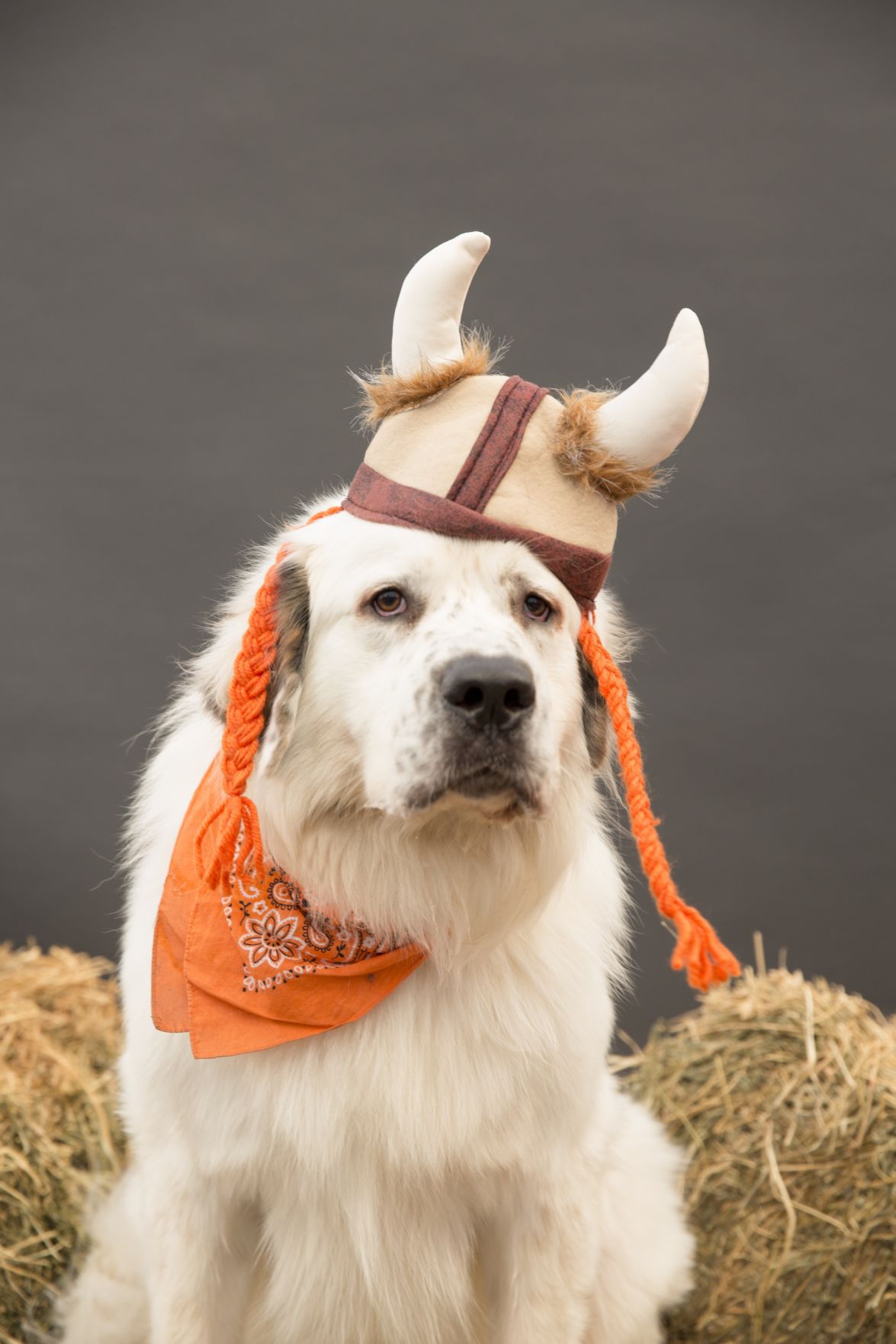 See photos of dogs dressed up as pirates, police officers, vampires for