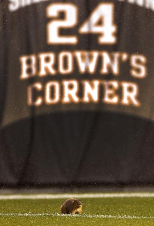 Ravens Browns Football