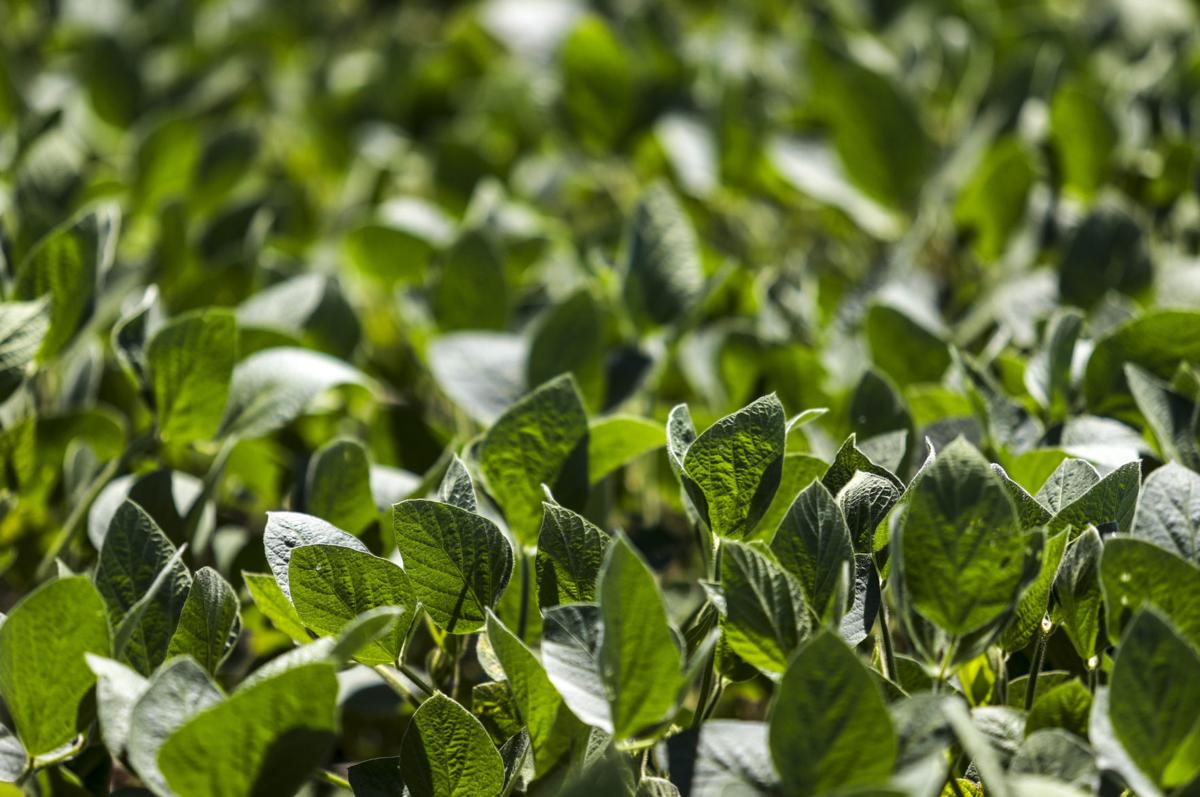070618-qct-soybean-002