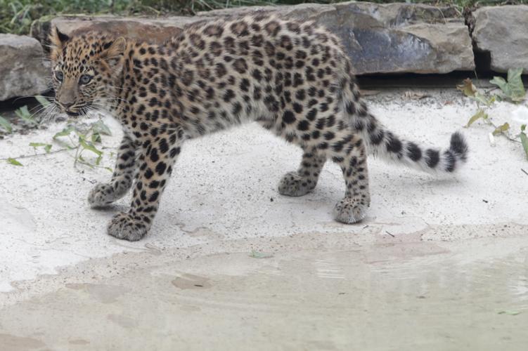 Two endangered Amur leopard cubs born at Illinois zoo