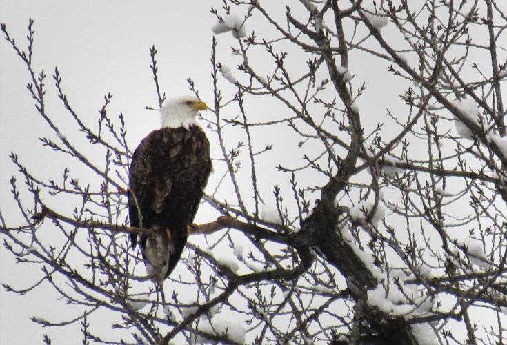 Where to find bald eagles in the QuadCities