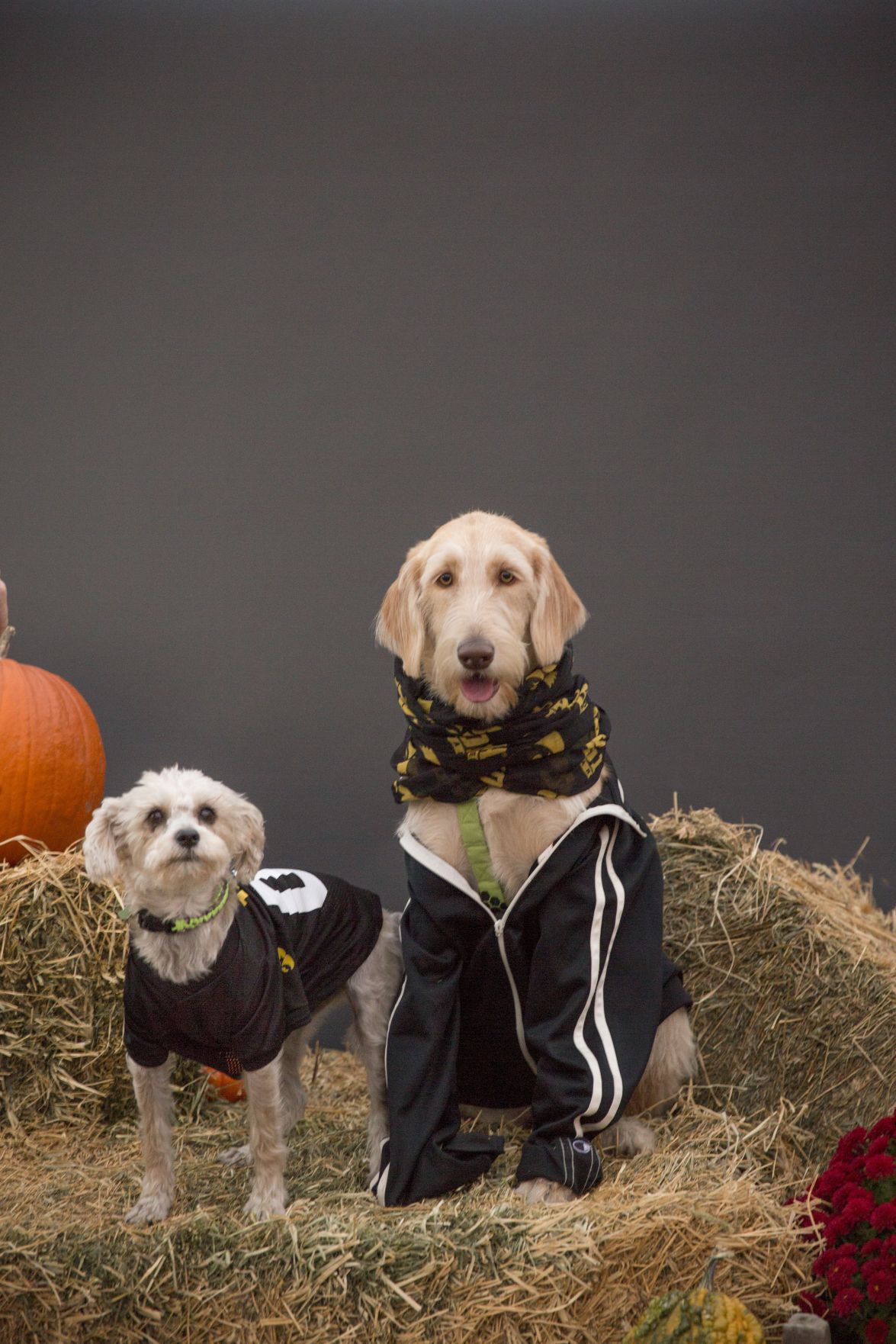 See photos of dogs dressed up as pirates, police officers, vampires for