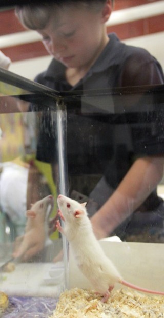 rat rats nutrition education experiment qctimes meal