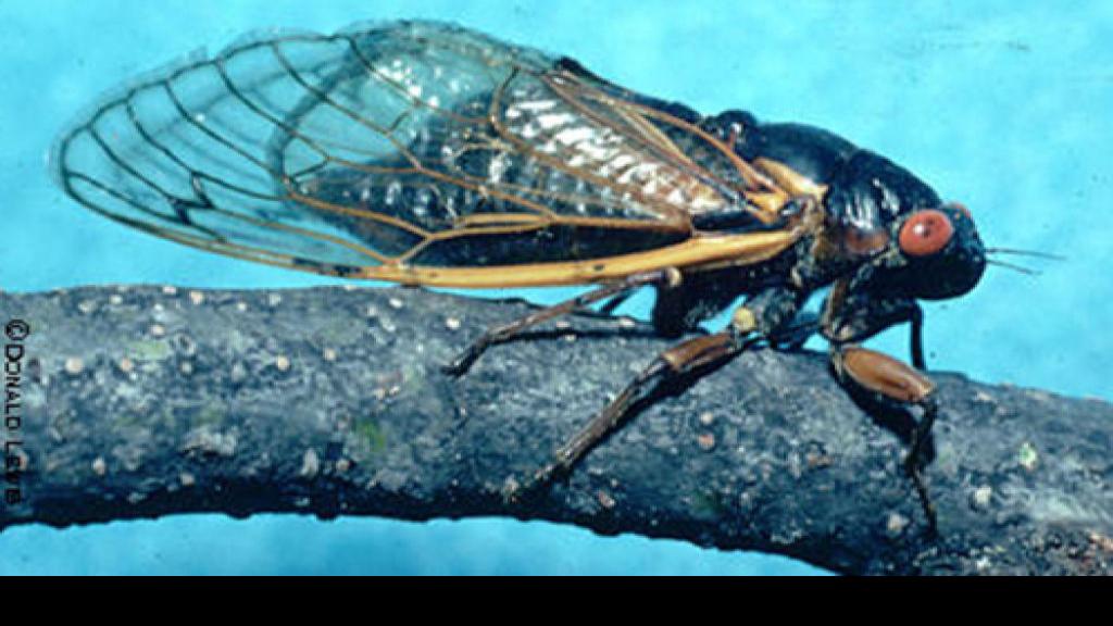 17year cicadas about to emerge by the millions Local News