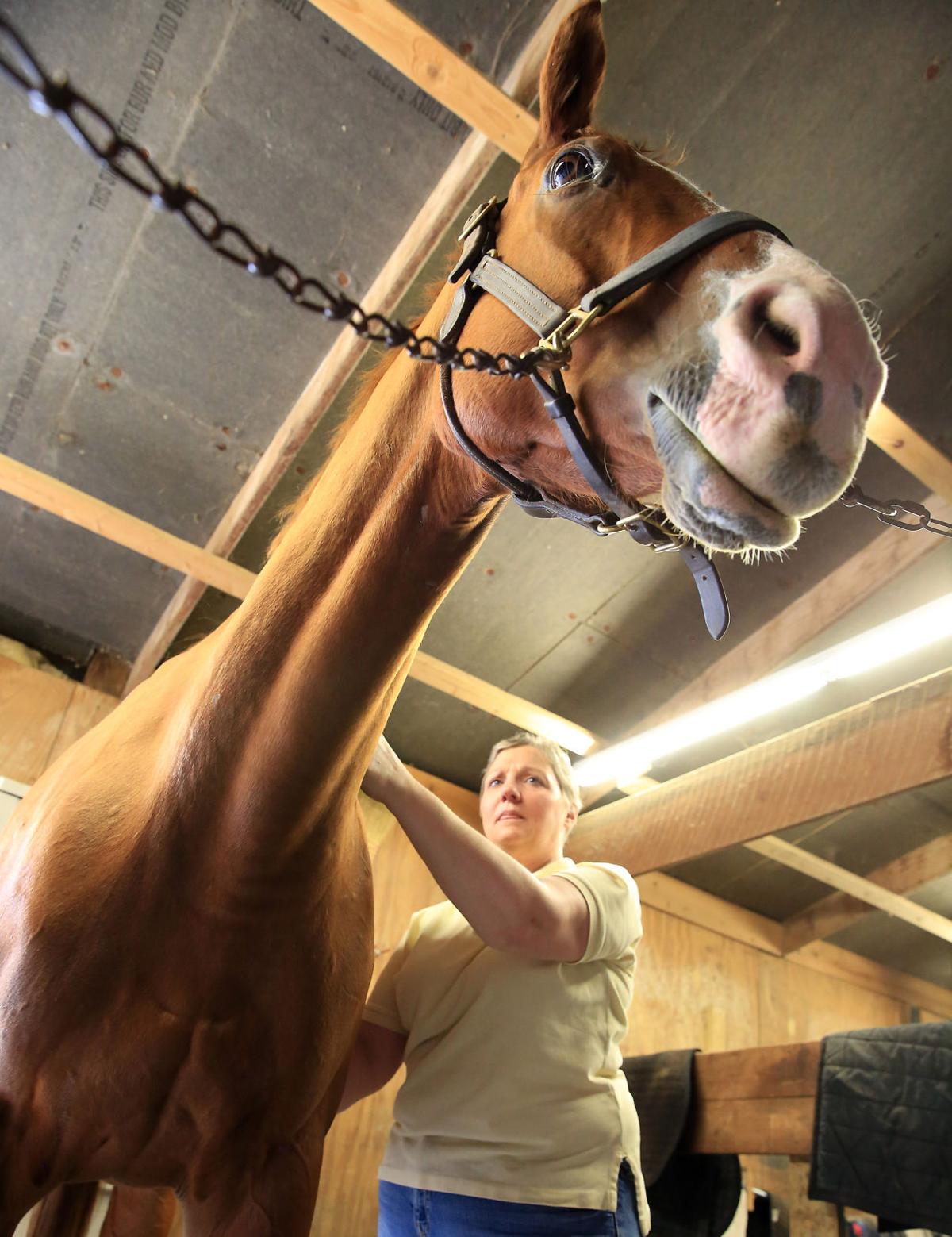 Massage therapist offers therapeutic skills to horses Business