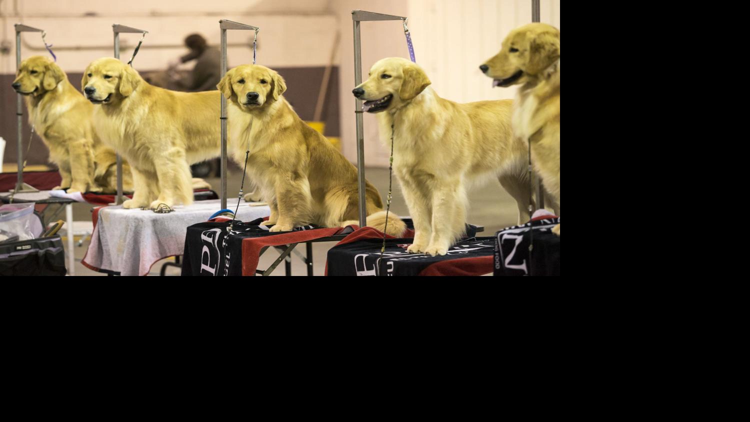 Scott County Kennel Club AKC Dog Show