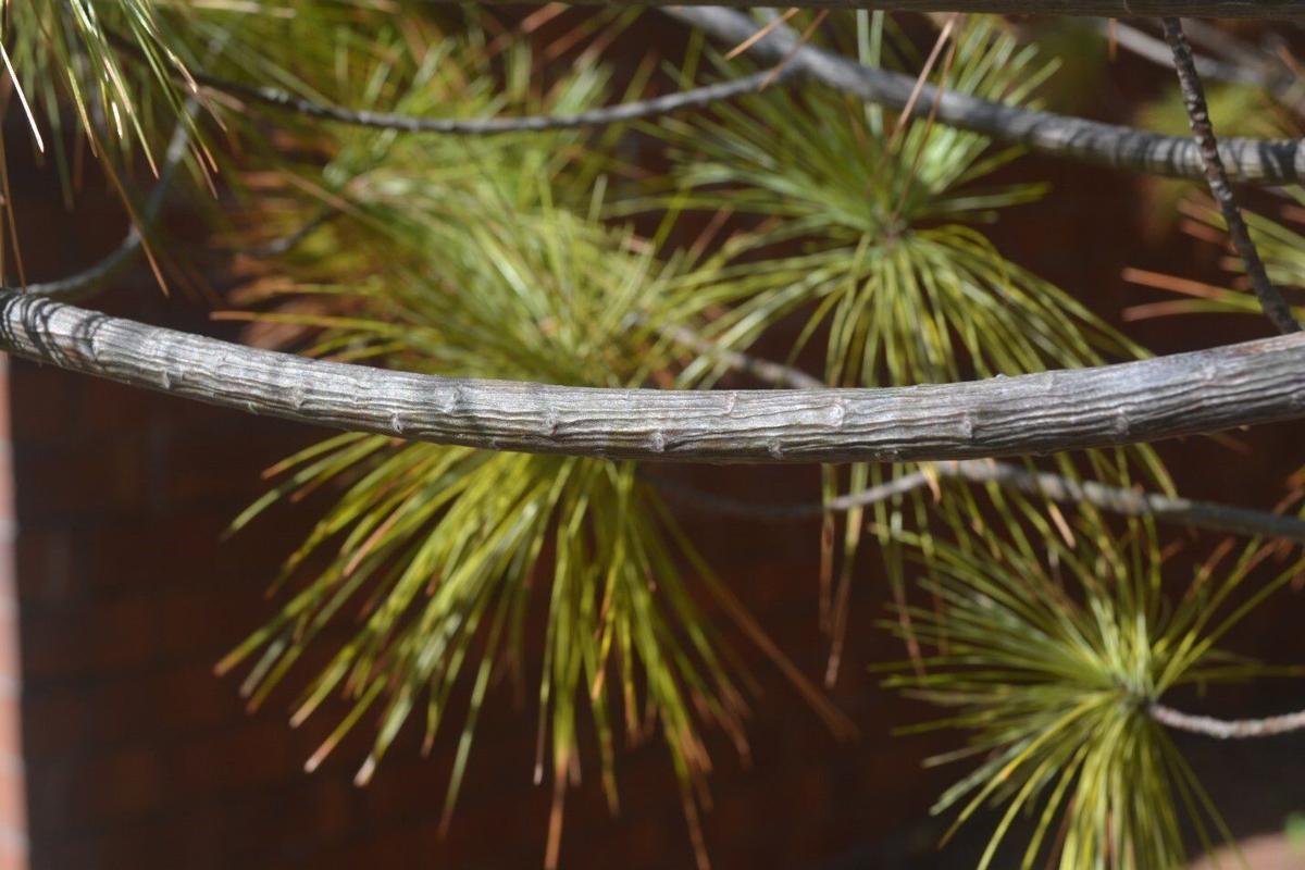 When to worry about needle drop on white pine Home & Garden