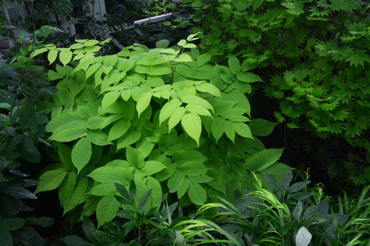 Plant Of The Year Is New Choice For Shade Home Garden