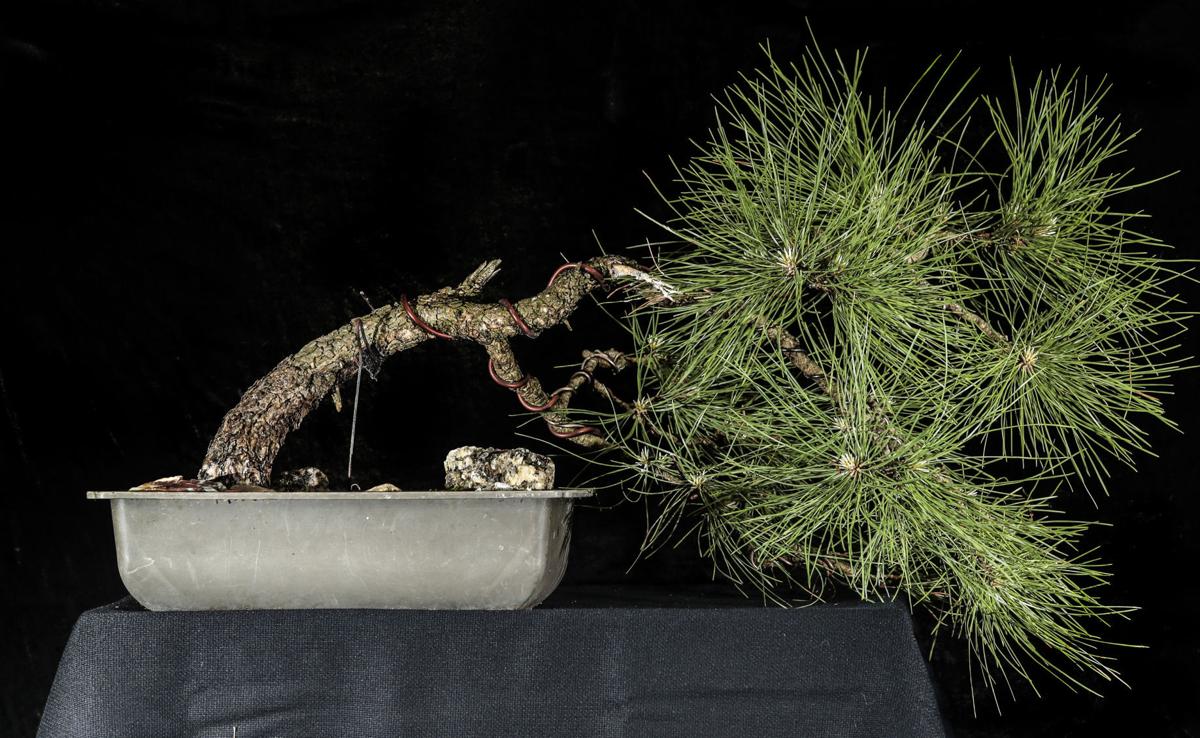 Photos Bonsai Collection Of Pam Ohnemus Home And Garden 