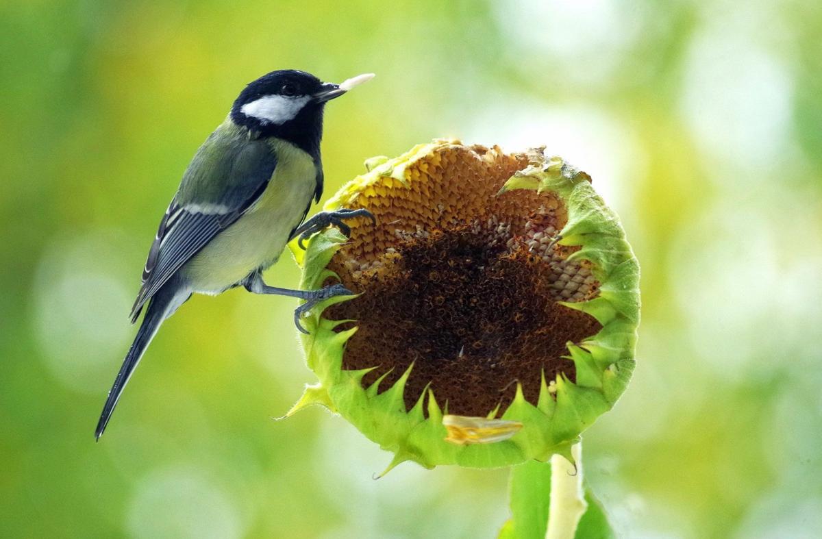 YARD AND GARDEN Create A Bird friendly Yard