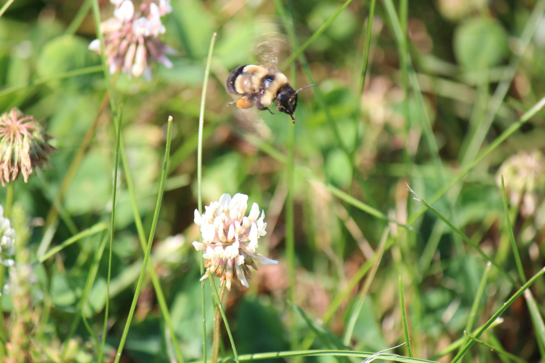 Endangered Rusty Patched Bumble Bees spotted at Illiniwek Forest