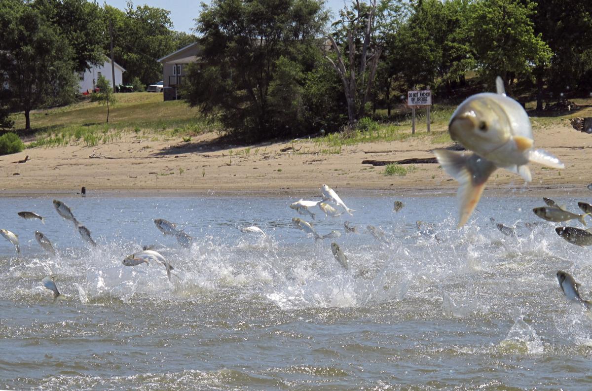 Asian Carp Great Lakes