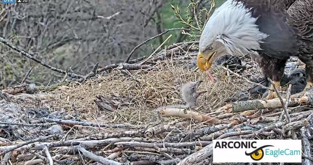 Eaglet pushed out of nest shared by Liberty and Justice - Vimarsana News
