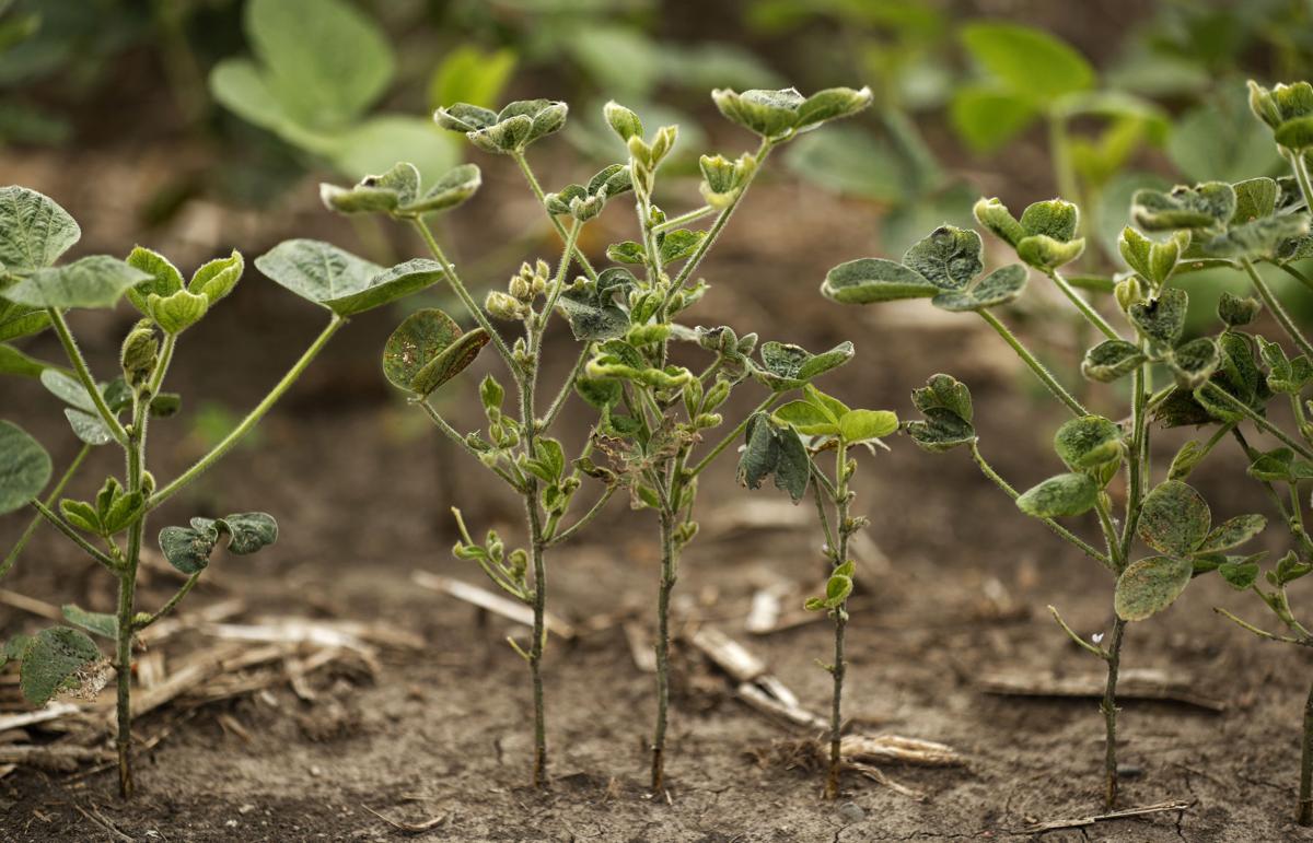 Midwest Drought Crops