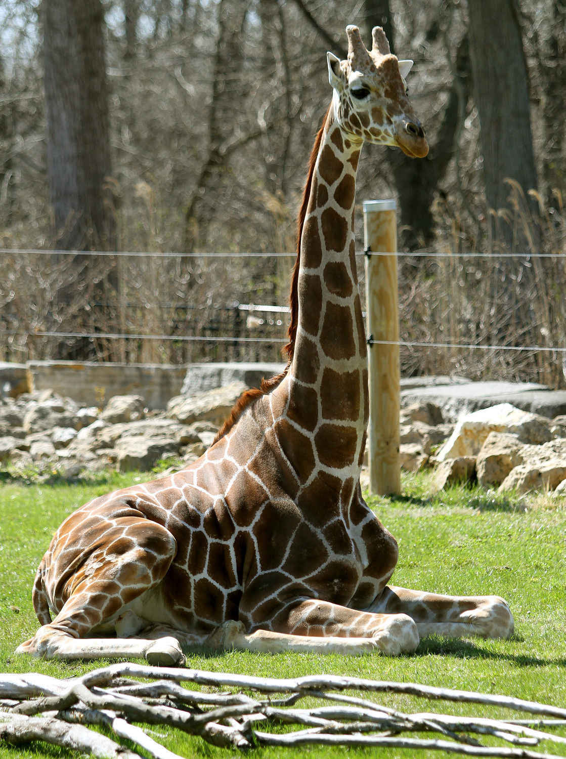 Photos: Niabi Zoo Opens | Fun and Entertainment | qctimes.com