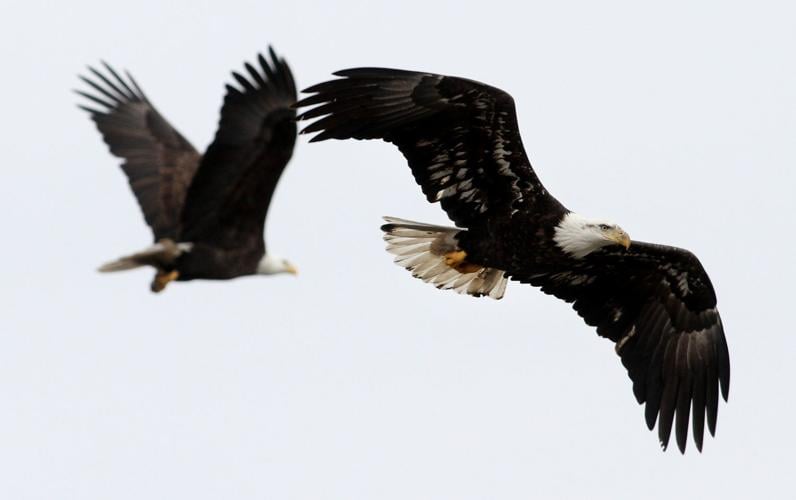 An 'eagle eye' Here are tips for capturing great photos of the bald