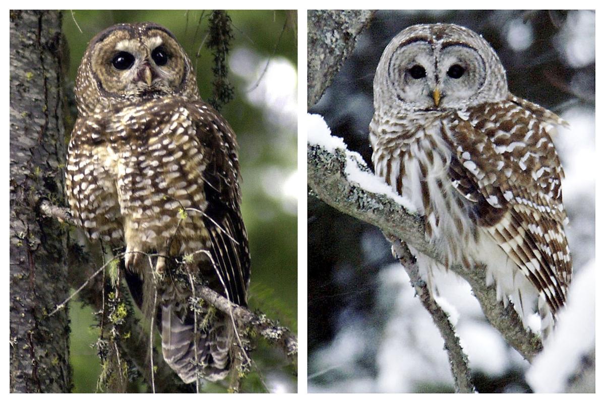 What Can Be Saved Owls
