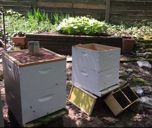 Filling the hives