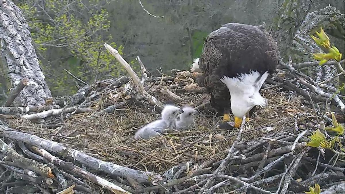 Arconic Now Taking Name Suggestions For Two Eaglets In Riverdale Nest Business Economy Qctimes Com