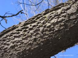 suggested hackberry qctimes corky bark