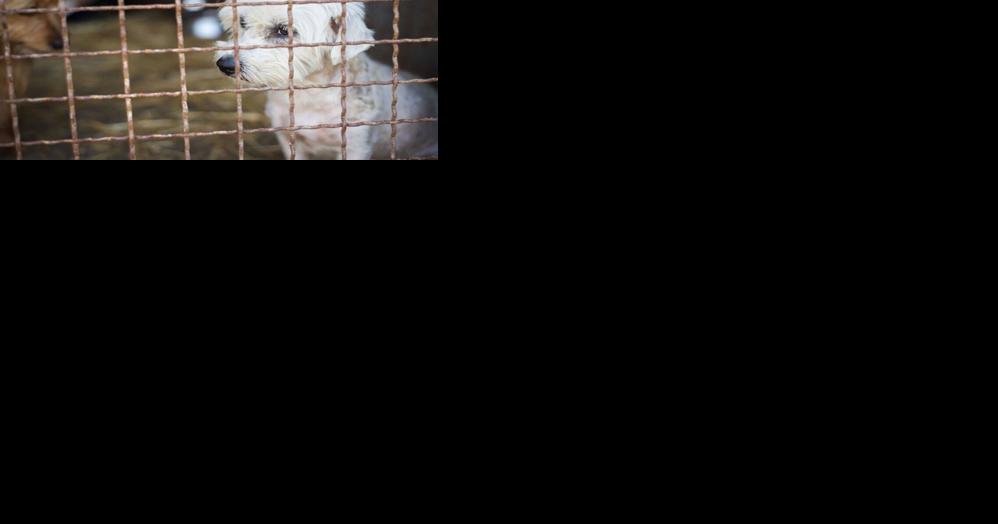 Iowa breeder cited after six puppies die in cold weather - Vimarsana News