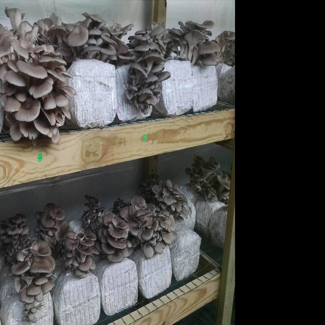 You Can Grow Mushrooms In Your Garden Home Garden Qctimes Com