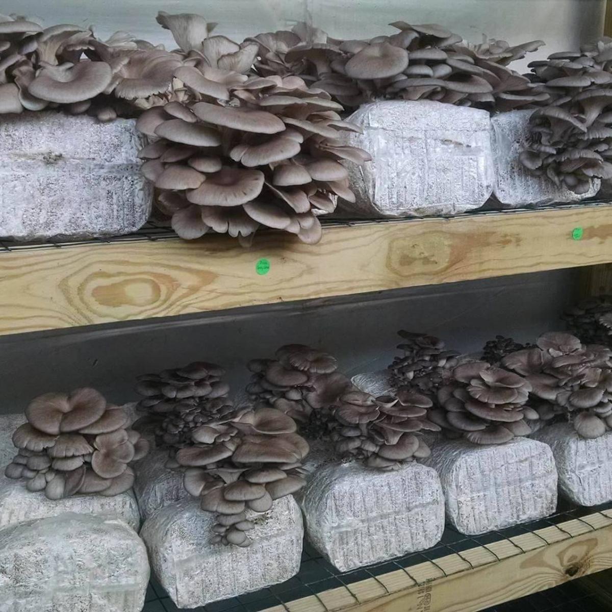 You Can Grow Mushrooms In Your Garden Home Garden Qctimes Com