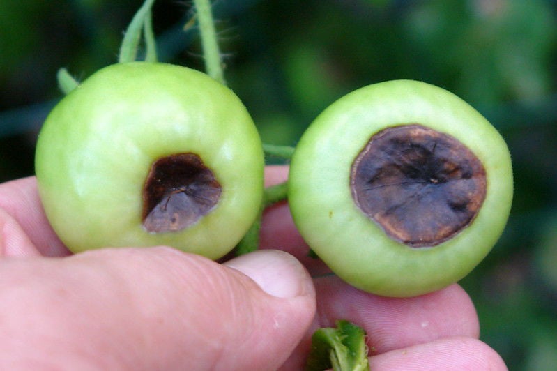 tomatoes