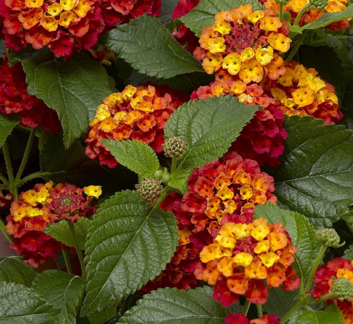 Living color: Lantana is answer to bright containers | Home & Garden ...
