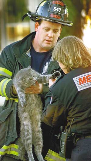 Firefighters rescue cat from apartment fire