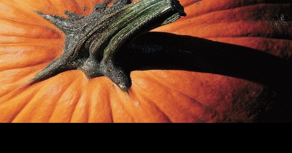 When harvesting squash, be careful not to cut, bruise skin
