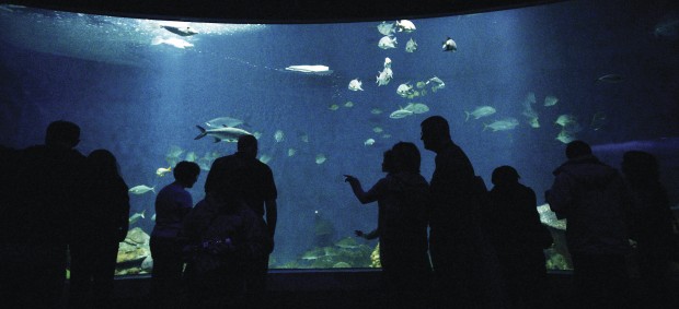 Mississippi River Museum Aquarium Local News Qctimes National Mississippi River Museum Aquarium