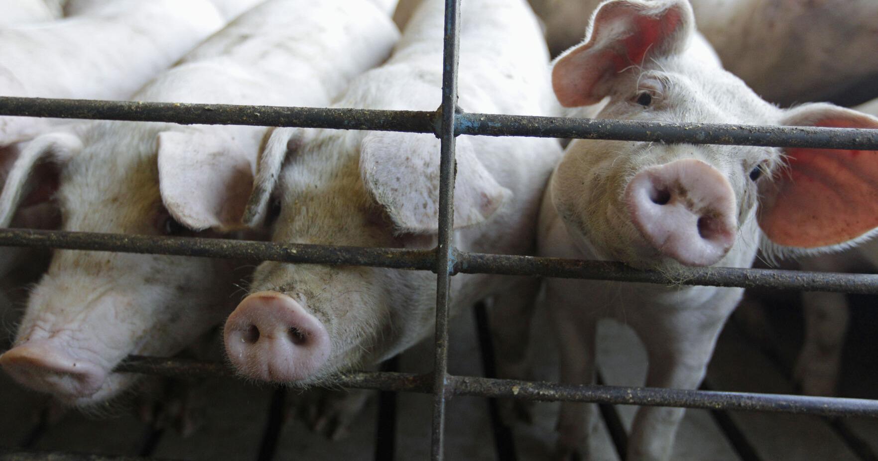 Court upholds Iowa 'ag gag' laws - Vimarsana News