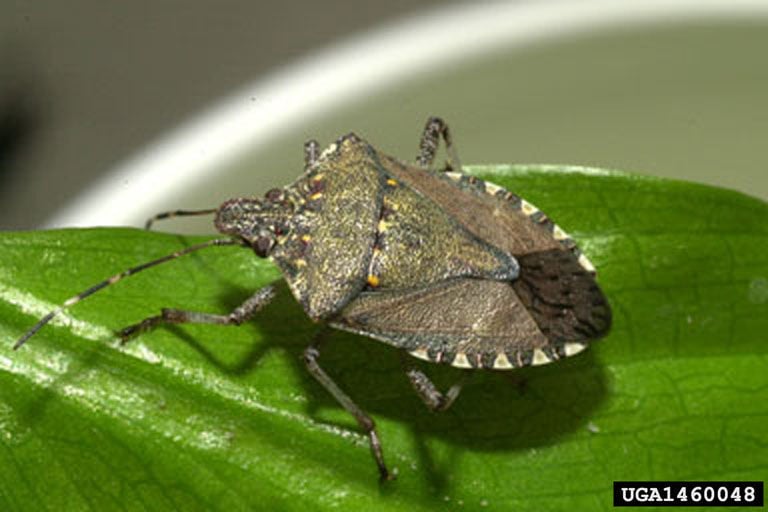 Are stink bugs trying to get into your home?